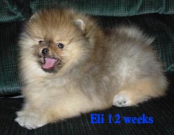 Puppy Eli 12 wks laying.jpg (80826 bytes)